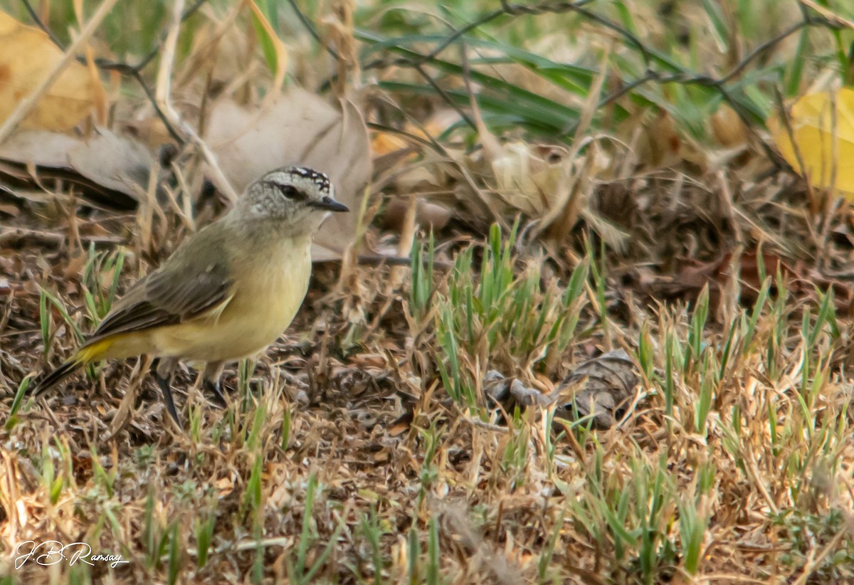 Yellow-rumped Thornbill - ML648920680