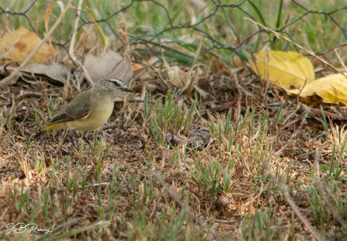 Yellow-rumped Thornbill - ML648920681