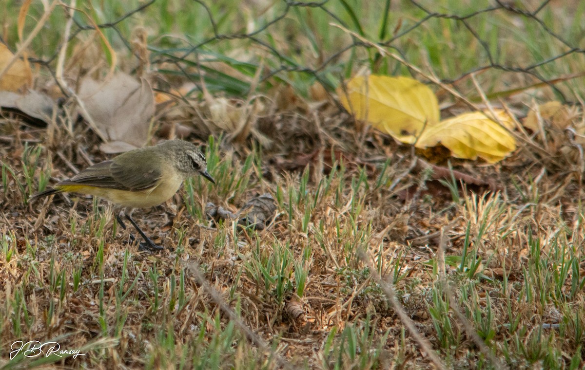 Yellow-rumped Thornbill - ML648920683