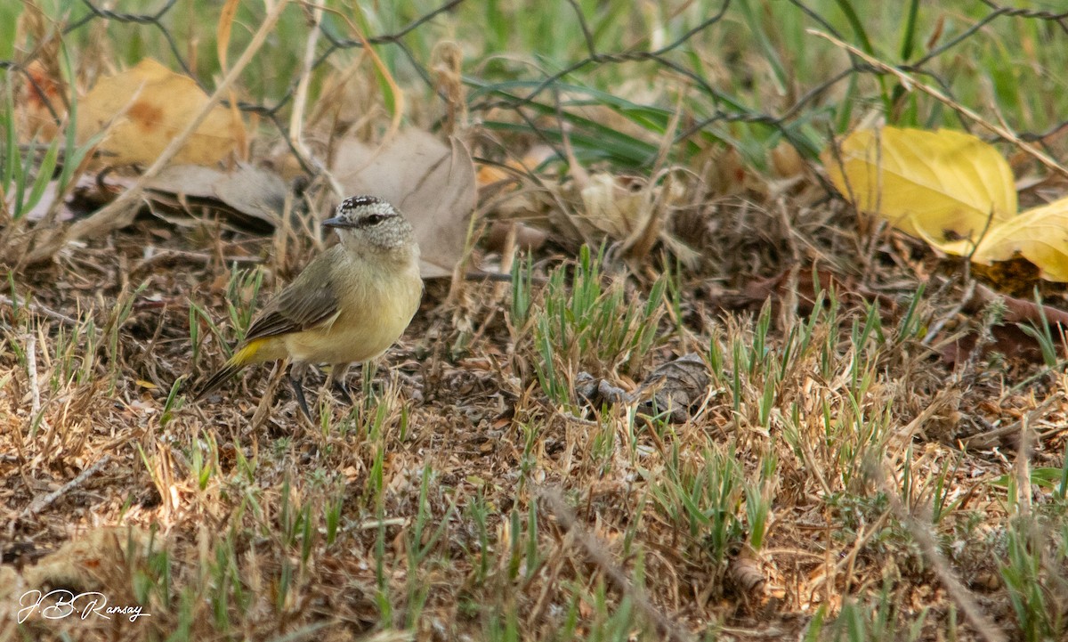 Yellow-rumped Thornbill - ML648920684
