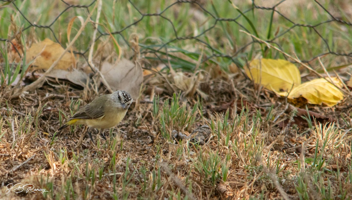 Yellow-rumped Thornbill - ML648920685