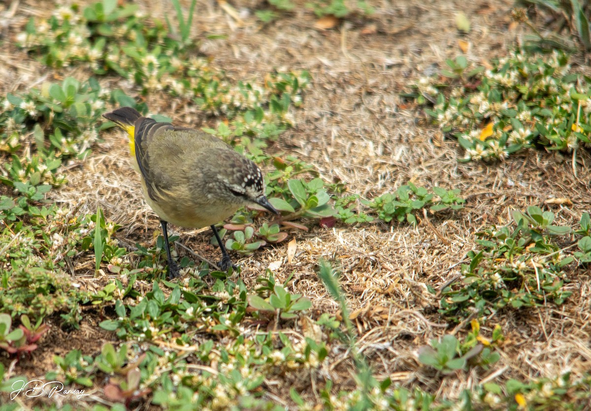 Yellow-rumped Thornbill - ML648920686
