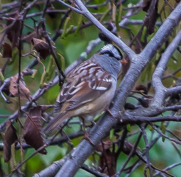 White-crowned Sparrow - ML648920753