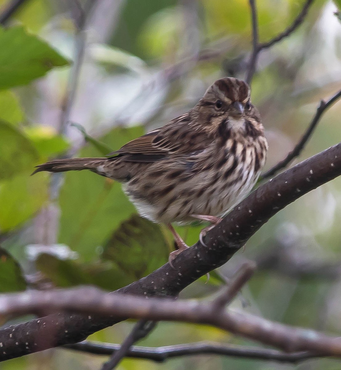 Song Sparrow - ML648920899