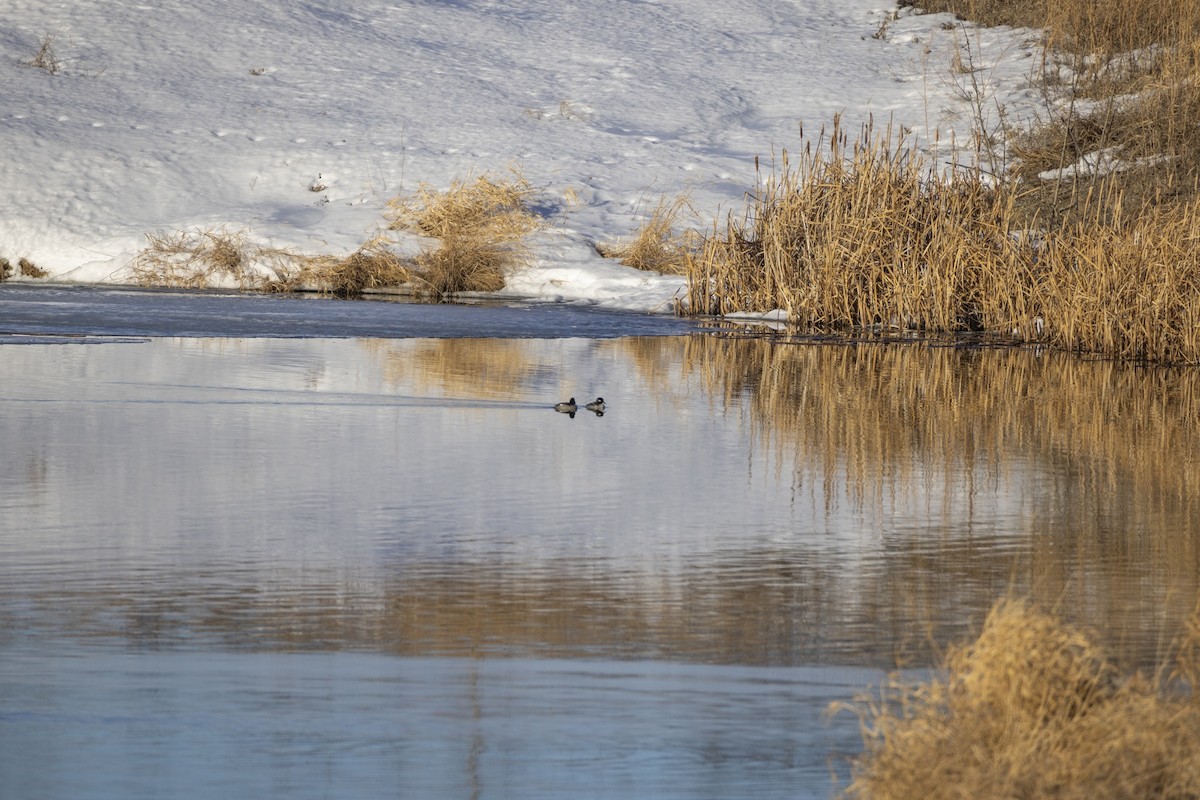 Bufflehead - ML648920932