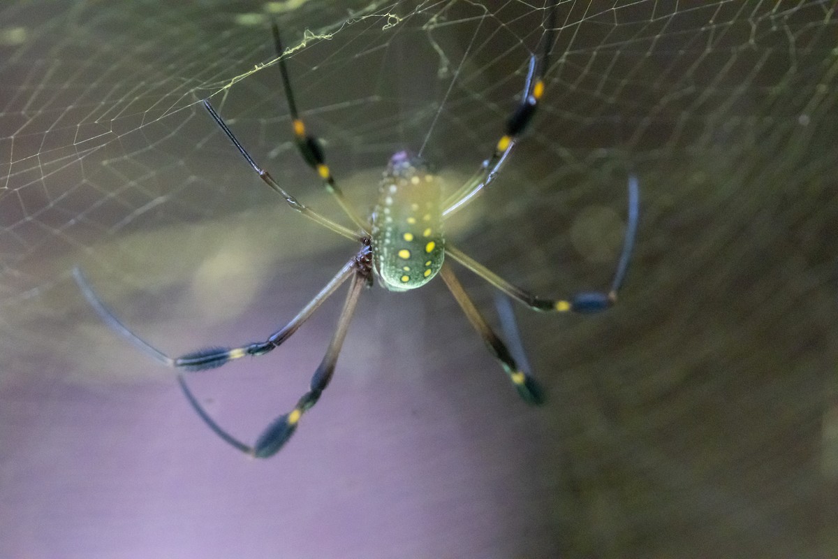 Golden Silk Spider - ML648921000