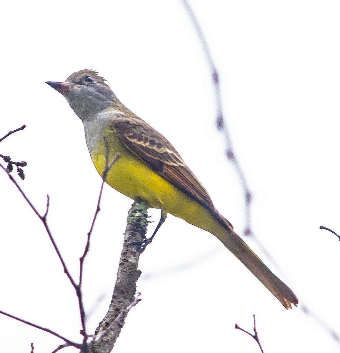 Great Crested Flycatcher - ML648921001