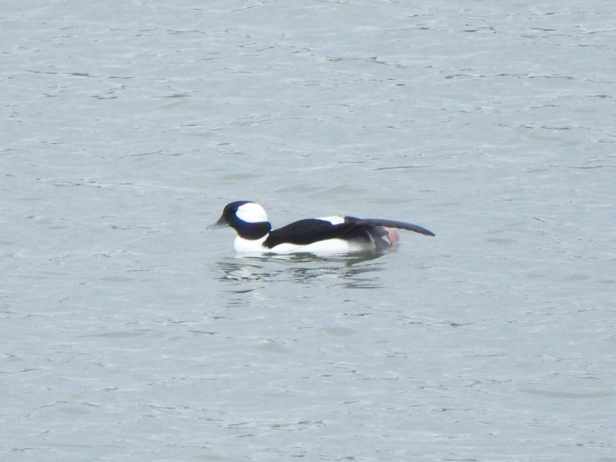Bufflehead - ML648921027