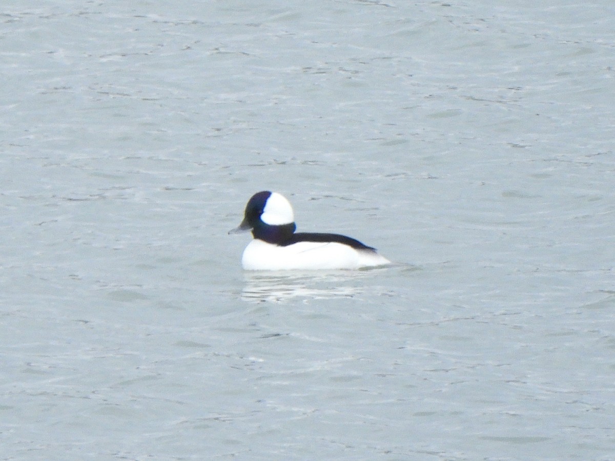 Bufflehead - ML648921028