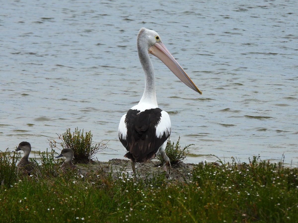 Australian Pelican - ML648921090