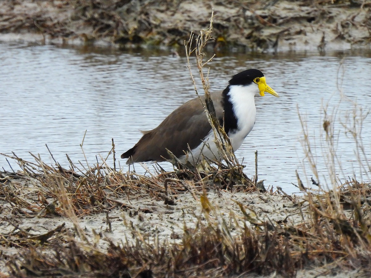 Masked Lapwing - ML648921125
