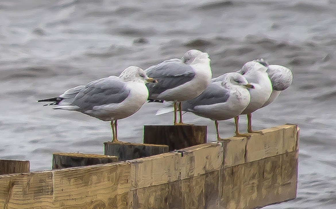 Gavina americana - ML648921152