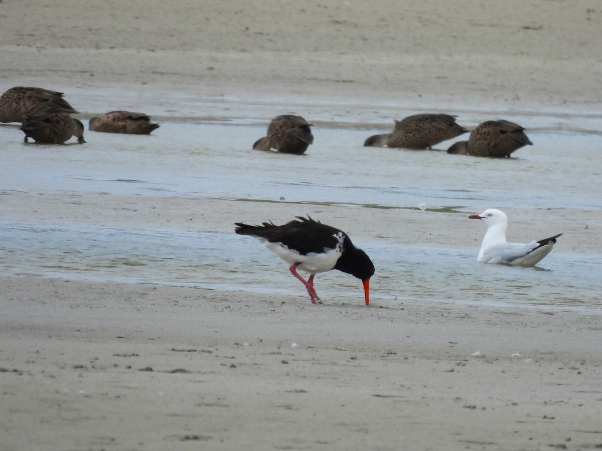Silver Gull - ML648921222