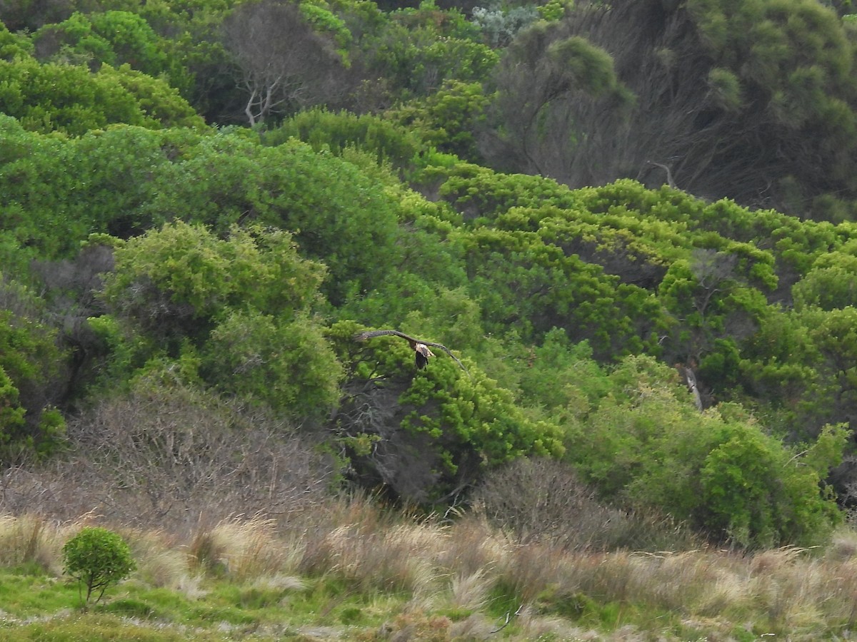 Swamp Harrier - ML648921245