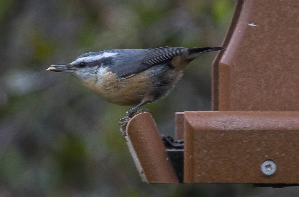 Red-breasted Nuthatch - ML648921253
