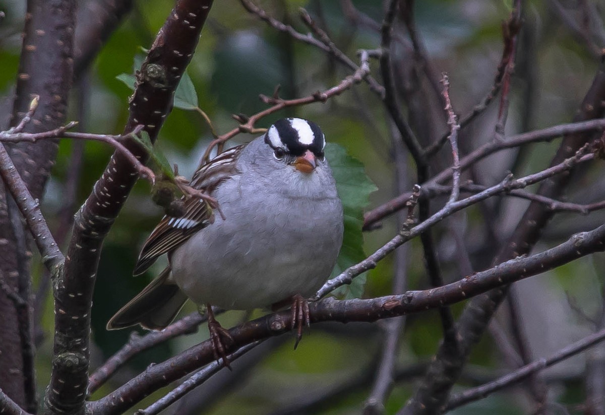 White-crowned Sparrow - ML648921275