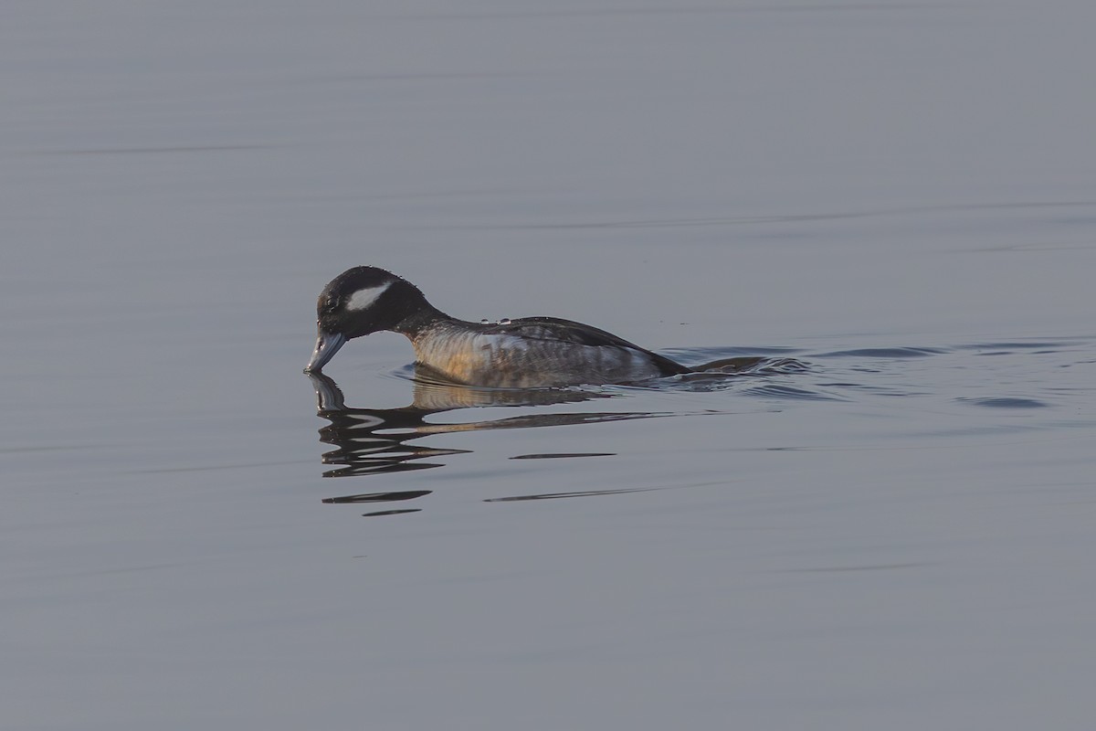 Bufflehead - ML648921280