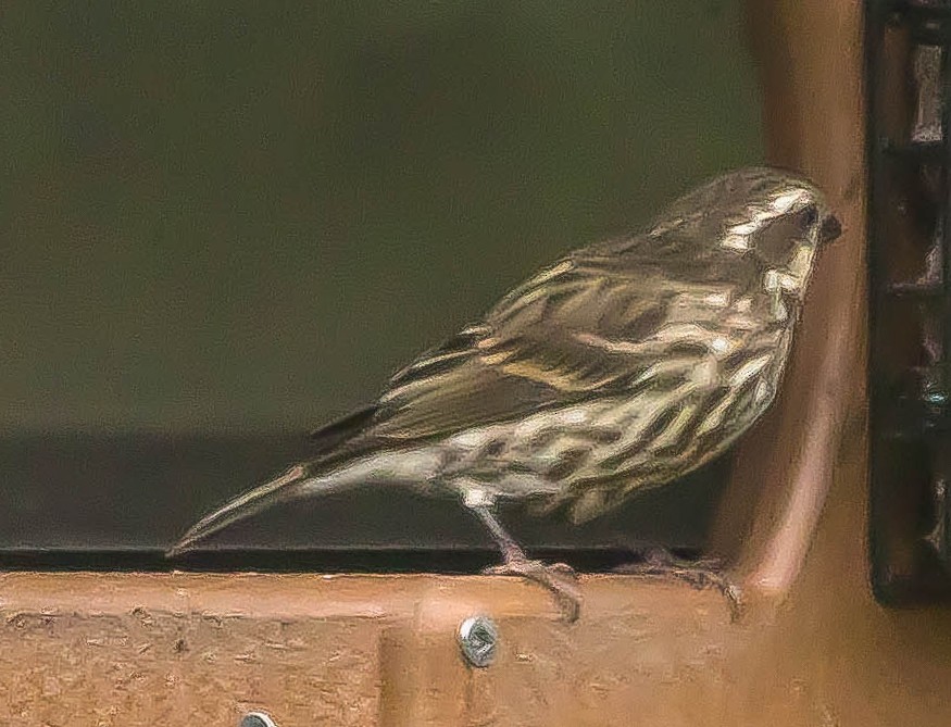 Purple Finch - ML648921349