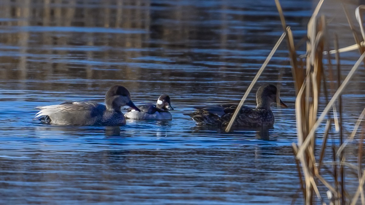 Bufflehead - ML648921352
