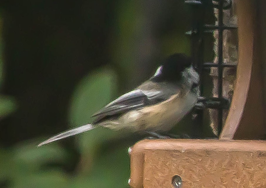 Black-capped Chickadee - ML648921379