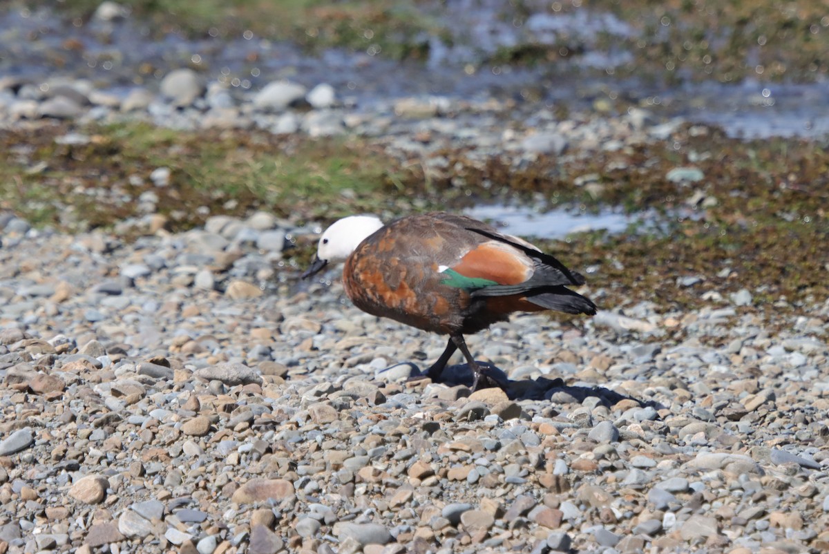 Paradise Shelduck - ML648921497