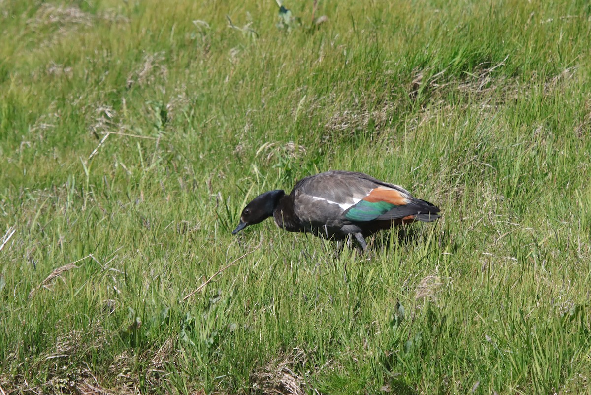 Paradise Shelduck - ML648921498