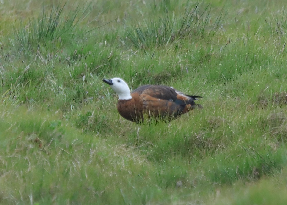 Paradise Shelduck - ML648921501