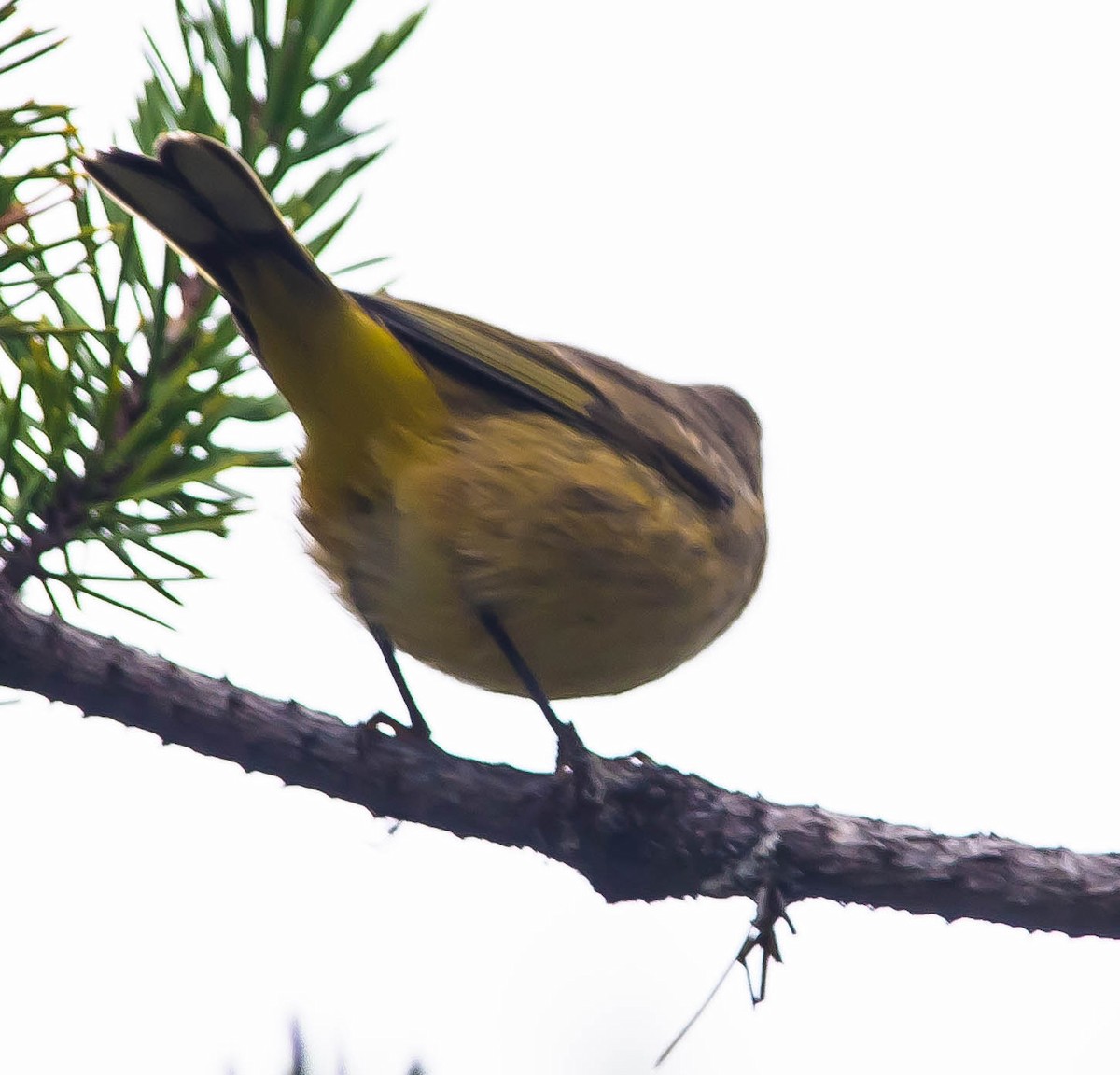 Palm Warbler - ML648921506