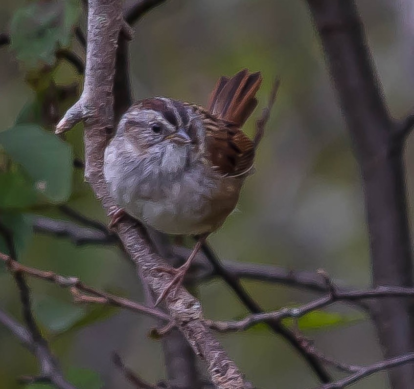 Swamp Sparrow - ML648921582