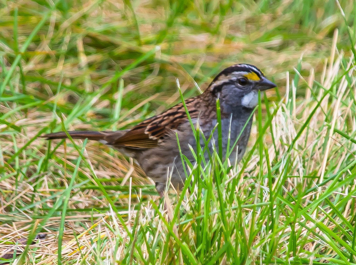 White-throated Sparrow - ML648921718