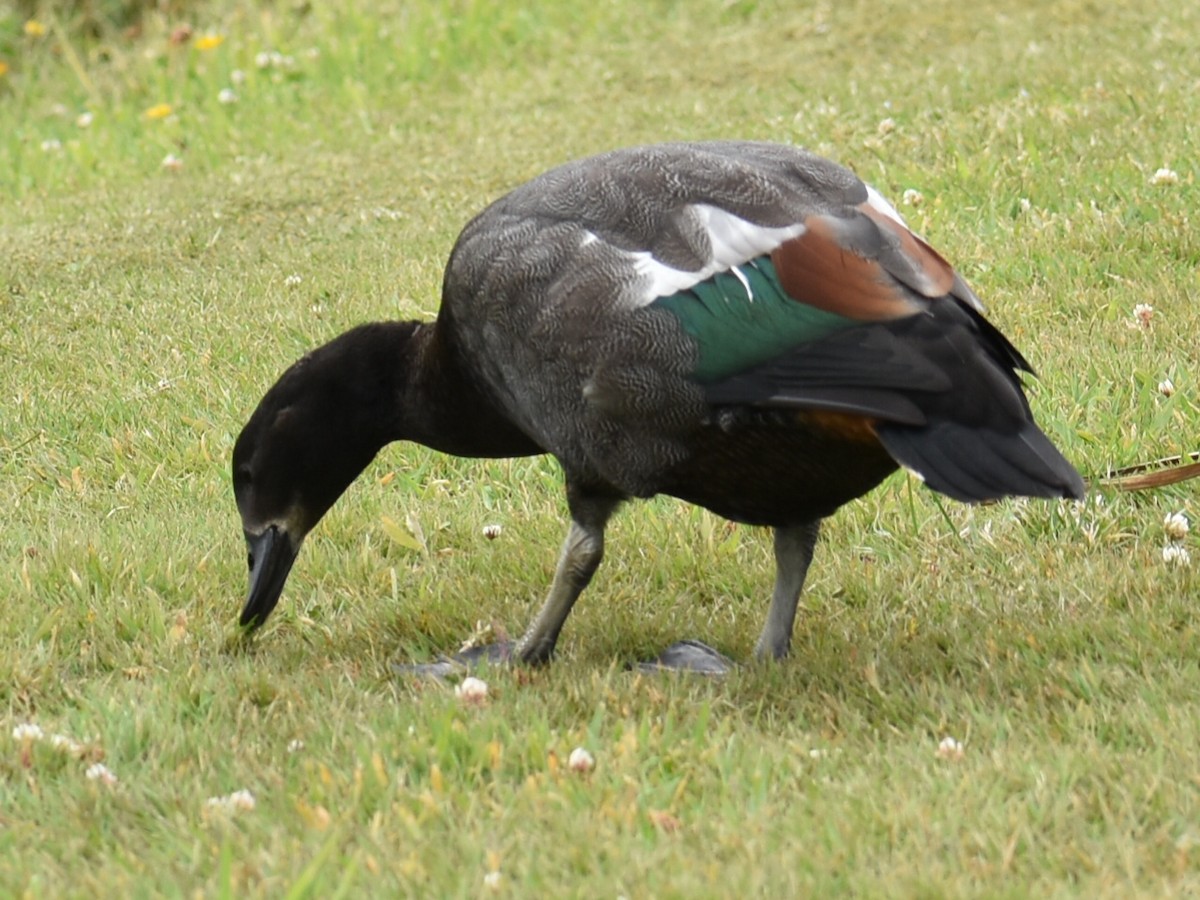 Paradise Shelduck - ML648921731
