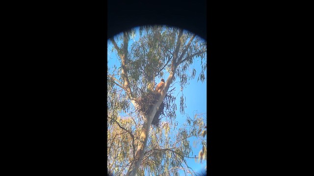 káně rudochvostá - ML648921843