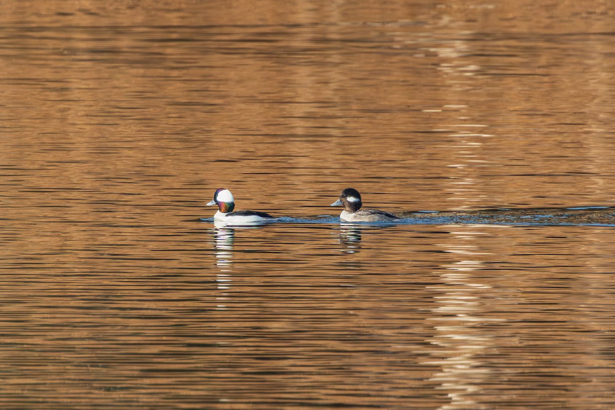 Bufflehead - ML648921937