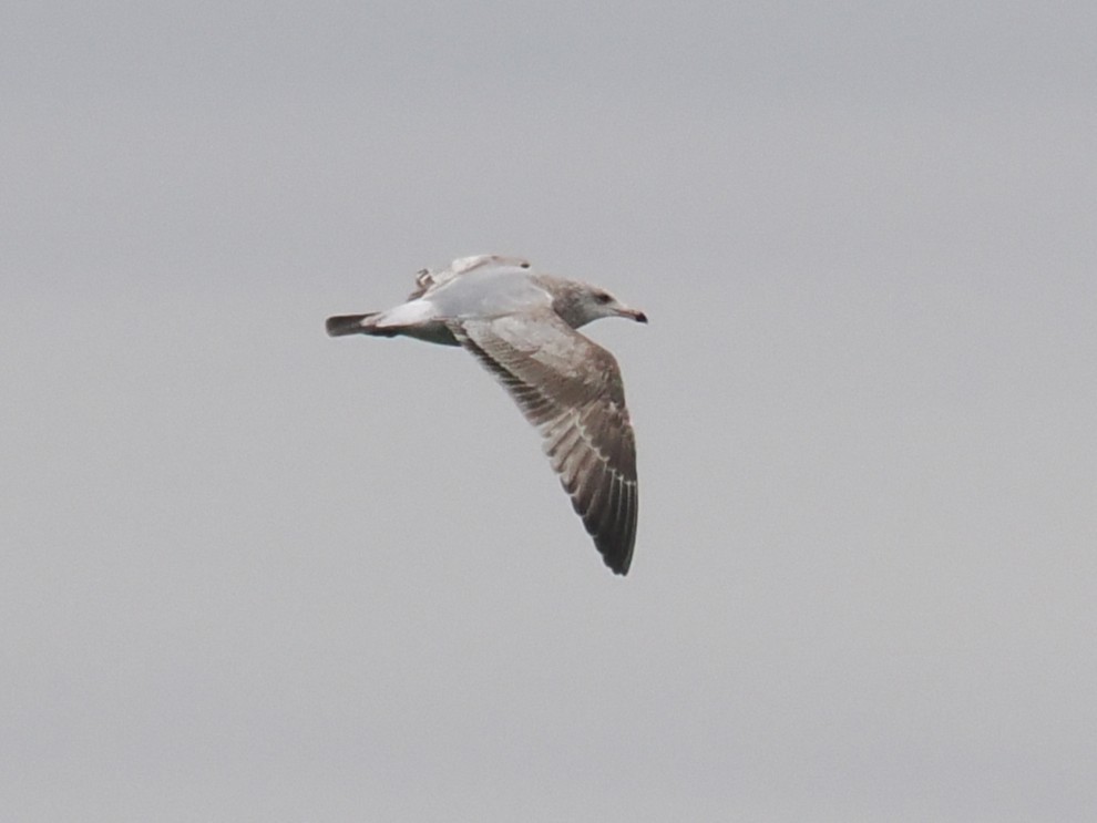 Gaviota/Gavión sp. - ML648922002