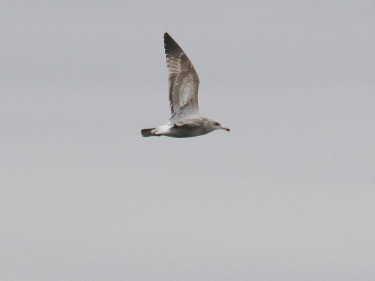 Gaviota/Gavión sp. - ML648922013