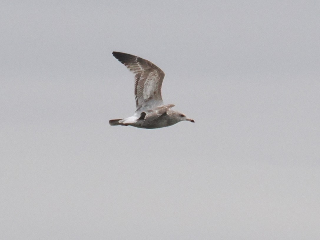 Gaviota/Gavión sp. - ML648922014