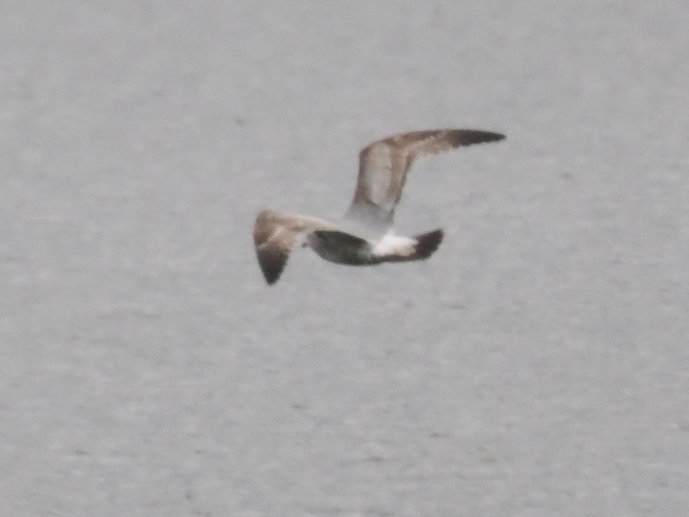 Gaviota/Gavión sp. - ML648922025