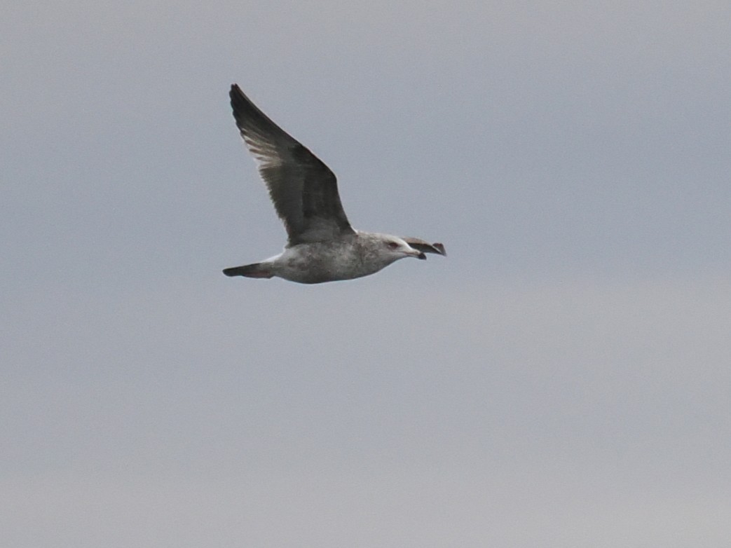 Gaviota/Gavión sp. - ML648922061