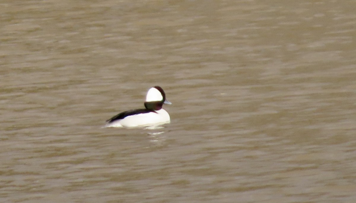 Bufflehead - ML648922106