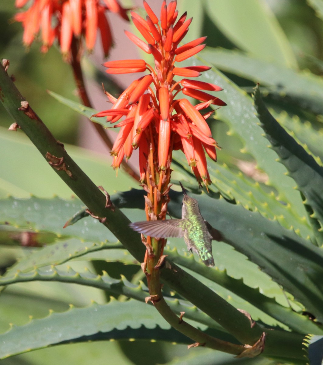 Anna Kolibrisi - ML648922172