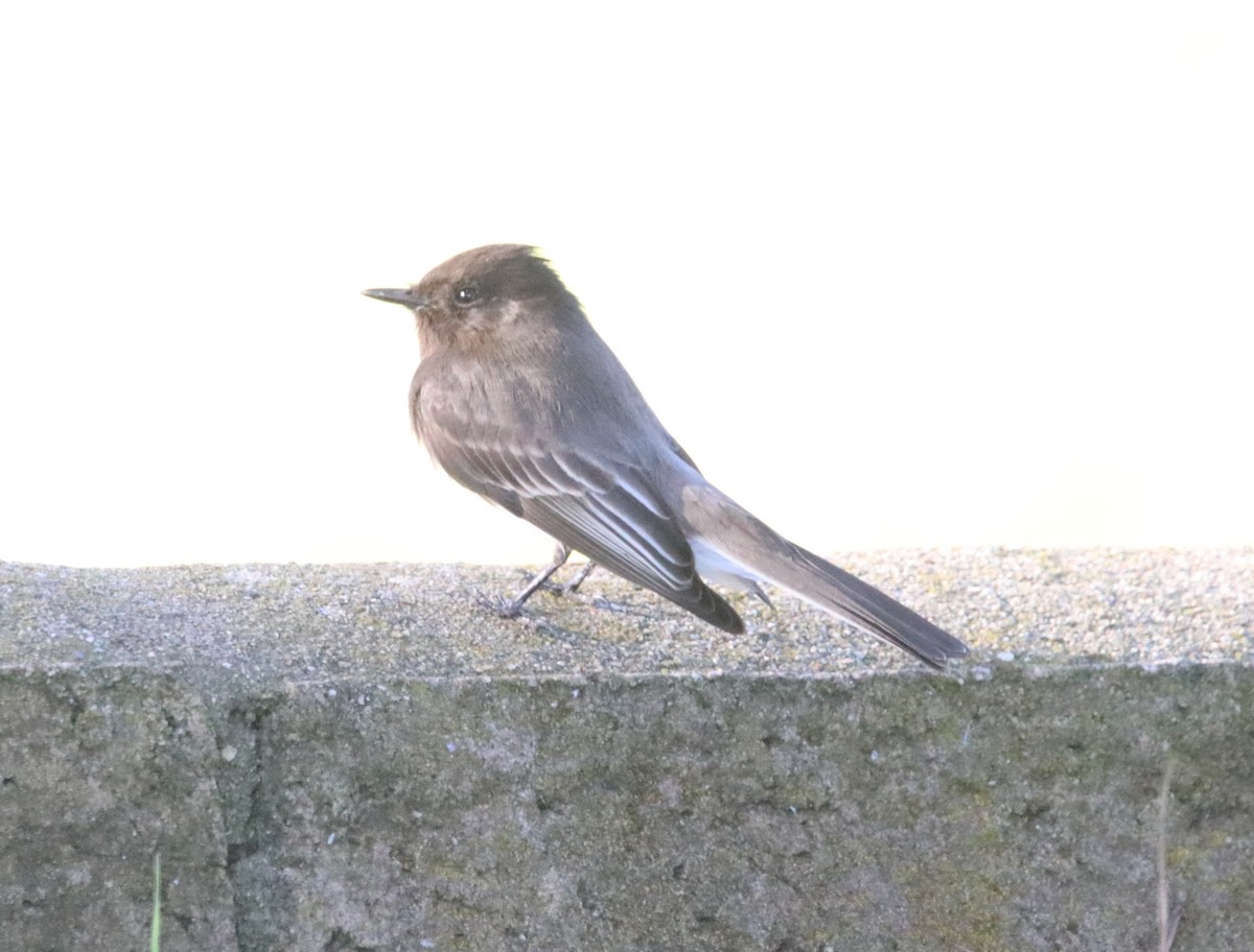 Kara Fibi - ML648922193