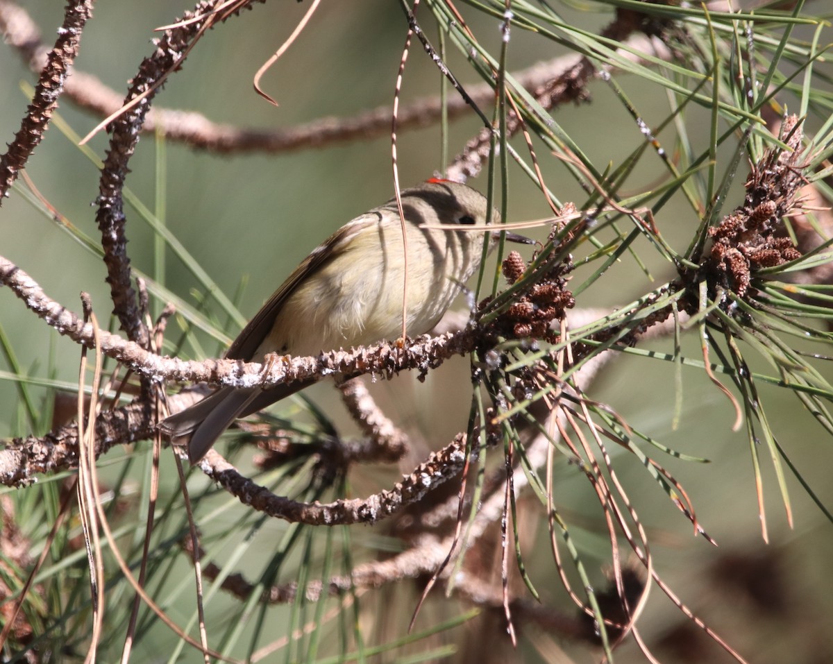 Gözlüklü Çalıkuşu - ML648922204