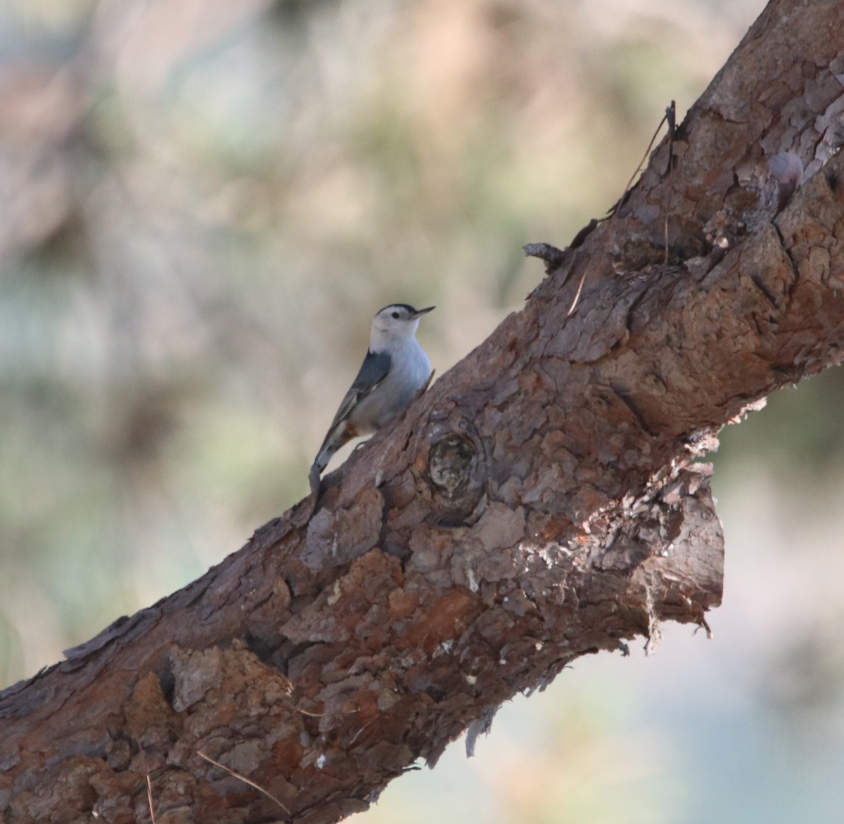 Beyaz Göğüslü Sıvacı - ML648922211