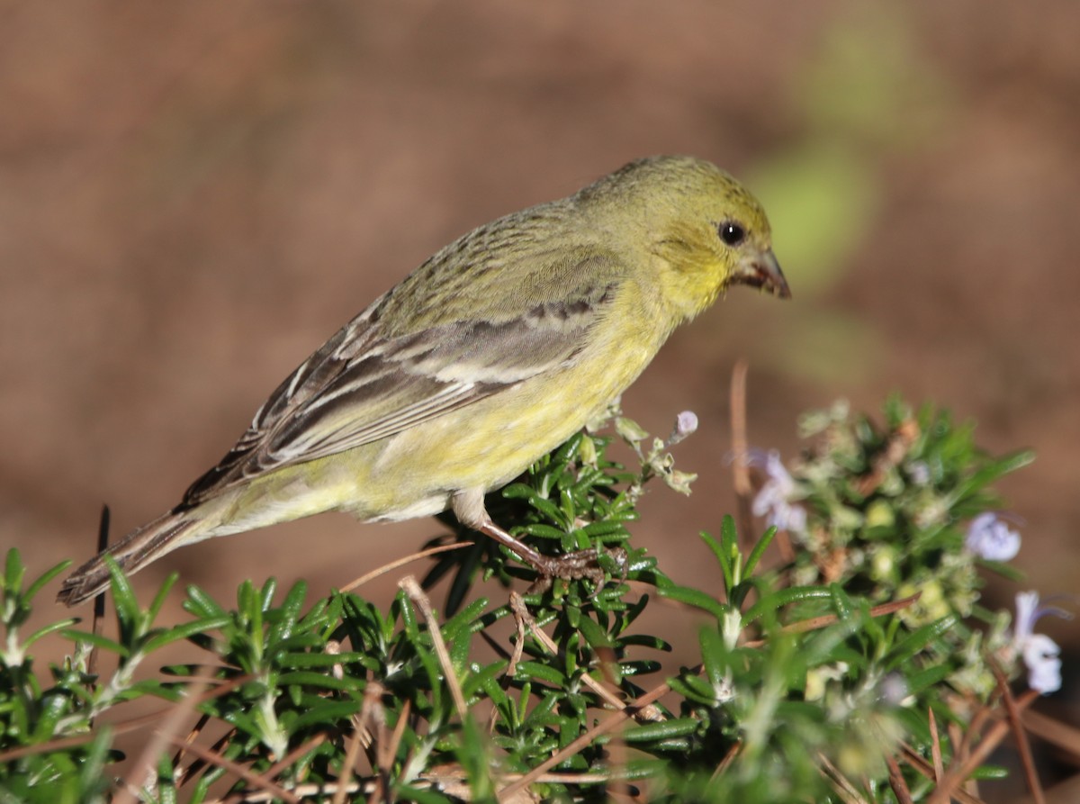 Sarı-Siyah İskete - ML648922218