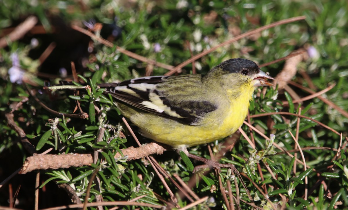 Sarı-Siyah İskete - ML648922219