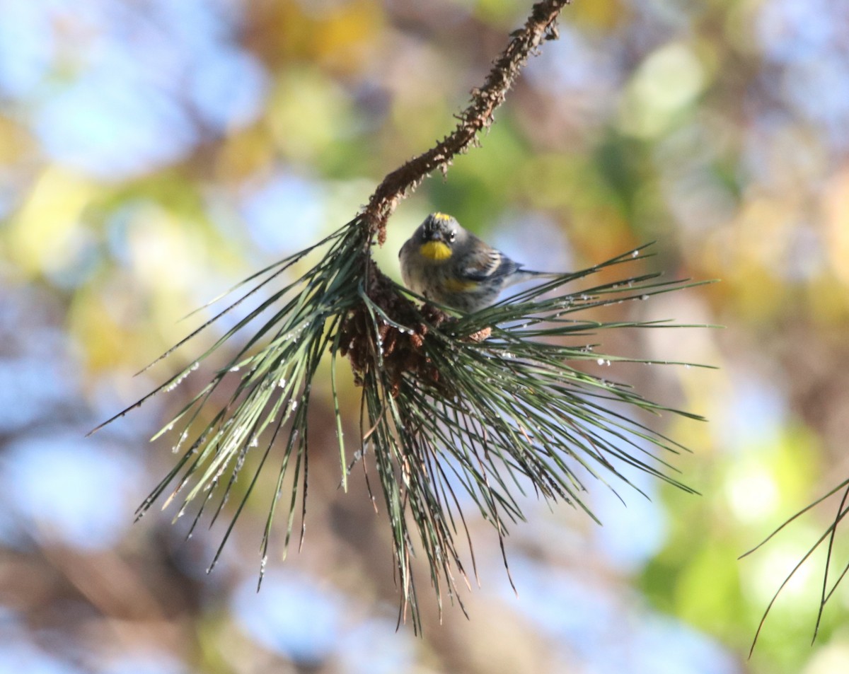 Taçlı Ötleğen - ML648922262