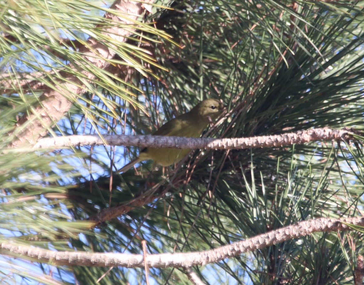 Turuncu Taçlı Ötleğen - ML648922422