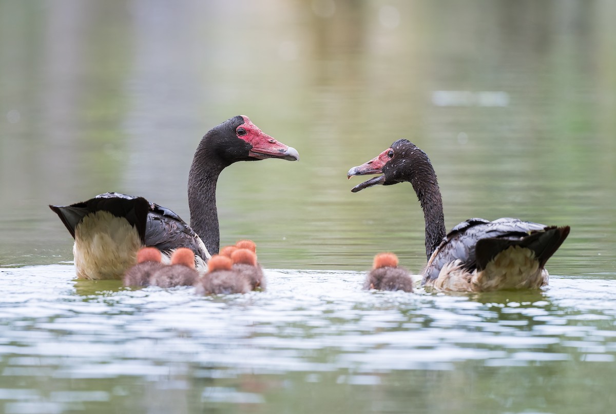 Magpie Goose - ML648922610