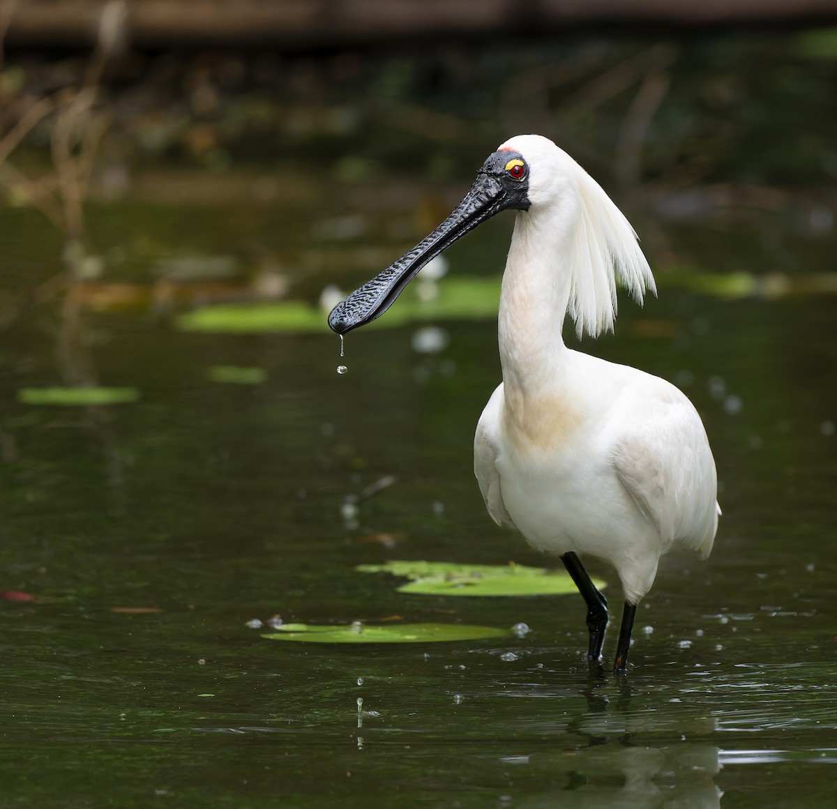 Royal Spoonbill - ML648922618