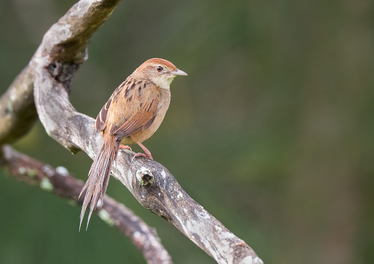 Tawny Grassbird - ML648922625